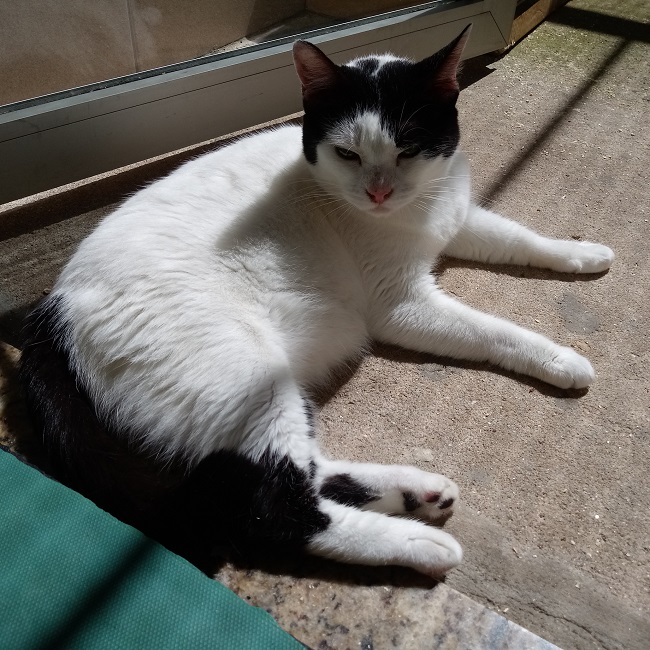 #PraCegoVer: Fotografia da gatinha Lilica. Ela é das cores branco e preto. Ela está de olhos fechados, e deitada. Não olha para a câmera. 